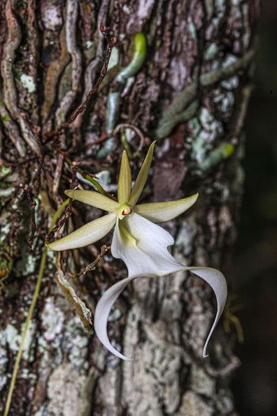 Rare ghost orchid only grows in swamps in South Florida